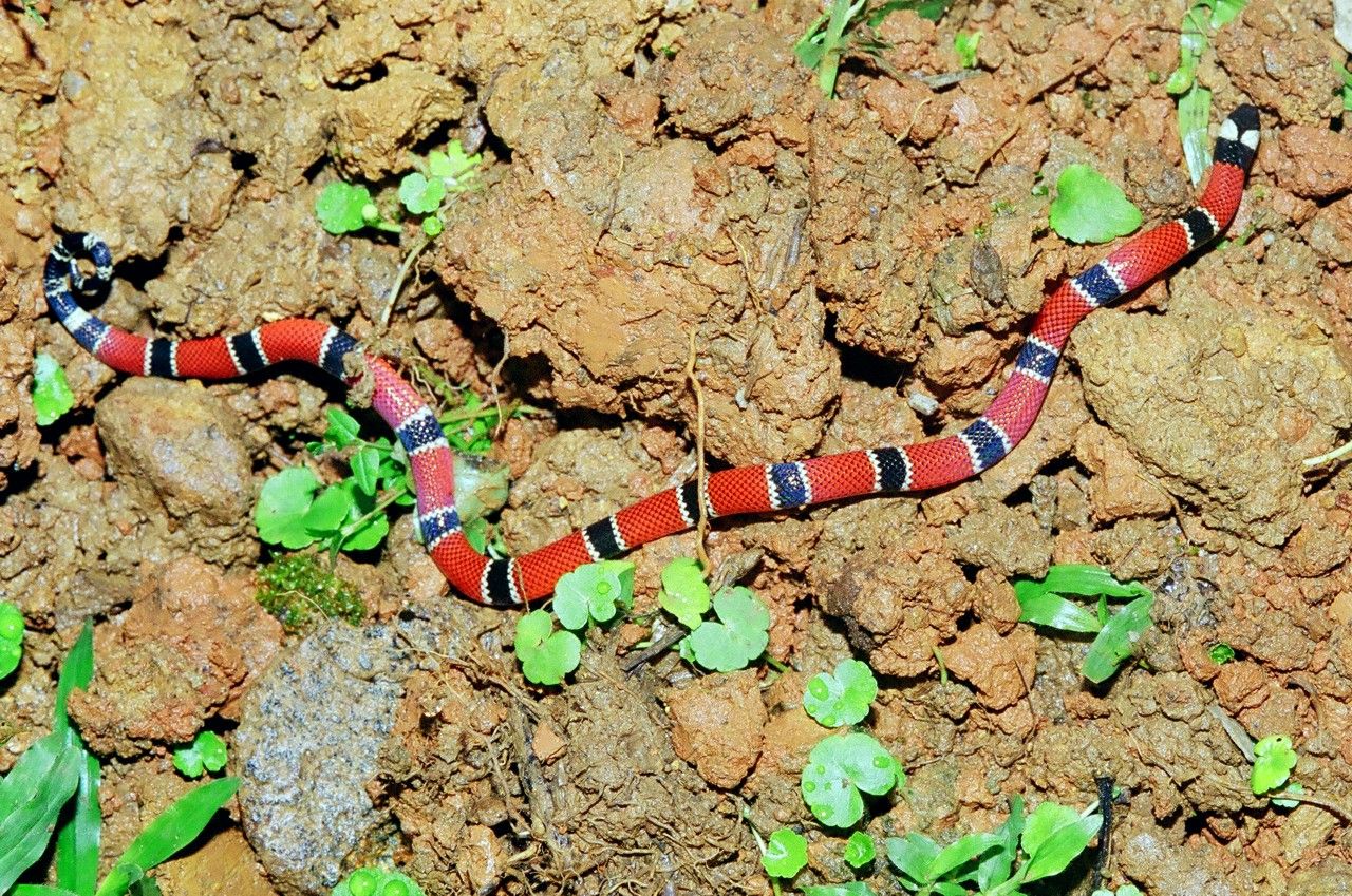 Cobra coral - Répteis - InfoEscola