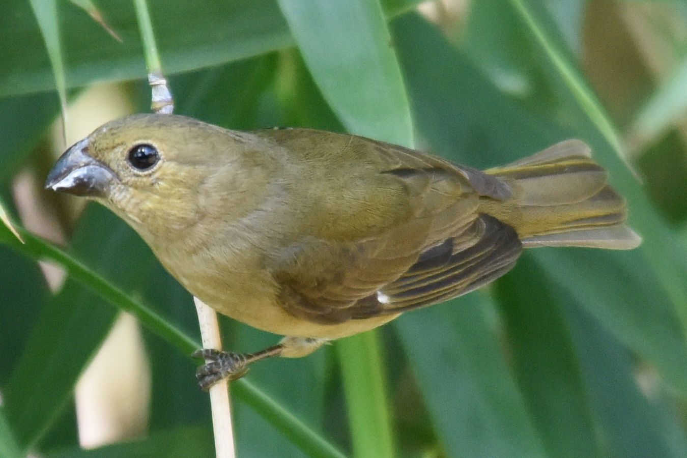 Papa-capim fêmea (Soporophila nigricollis), Fotografado na …