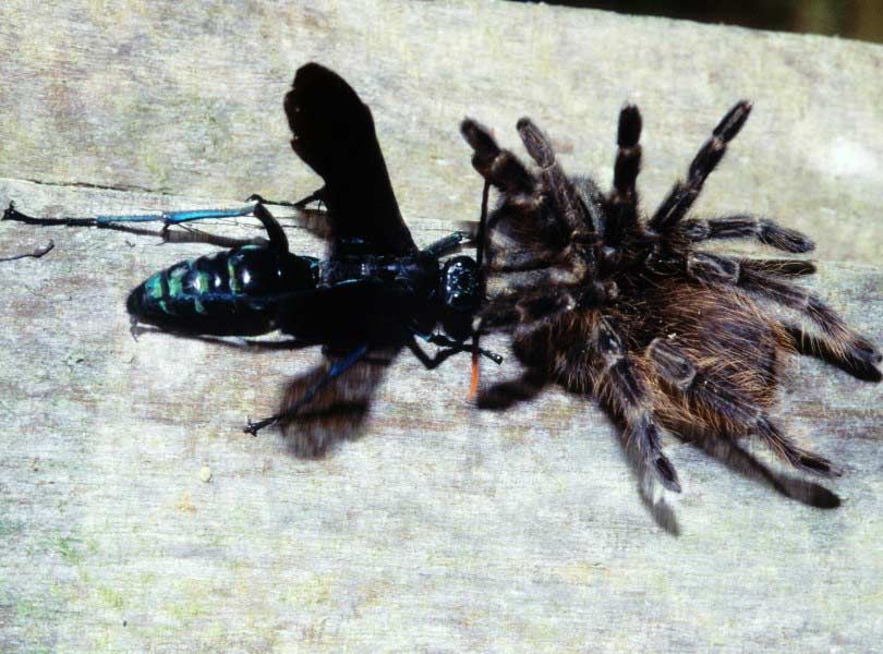 G1 - Vespa preda aranha caranguejeira e registro é feito com celular em MG  - notícias em Vc no Terra da Gente