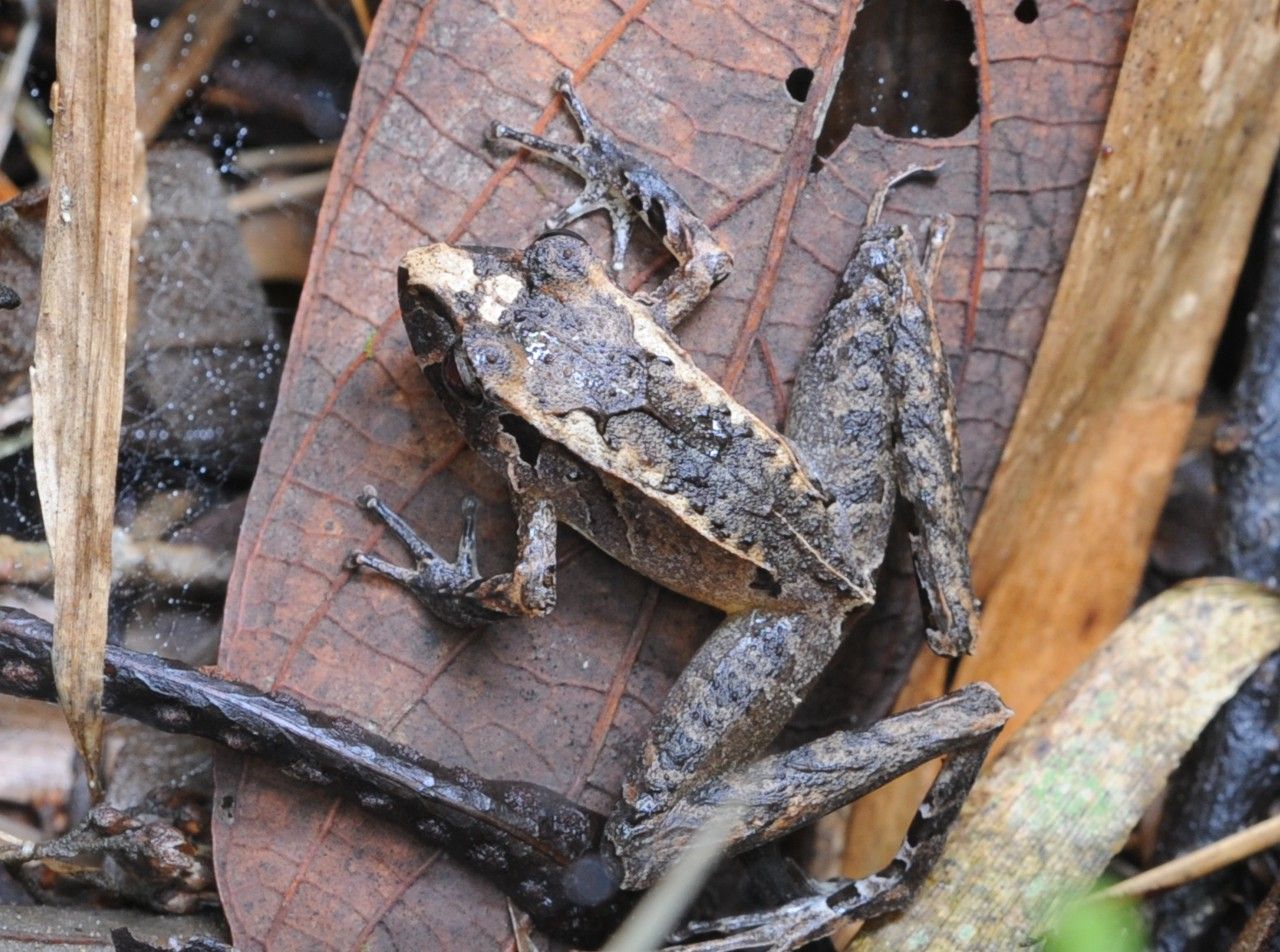 Instituto Rãbugio para Conservação da Biodiversidade