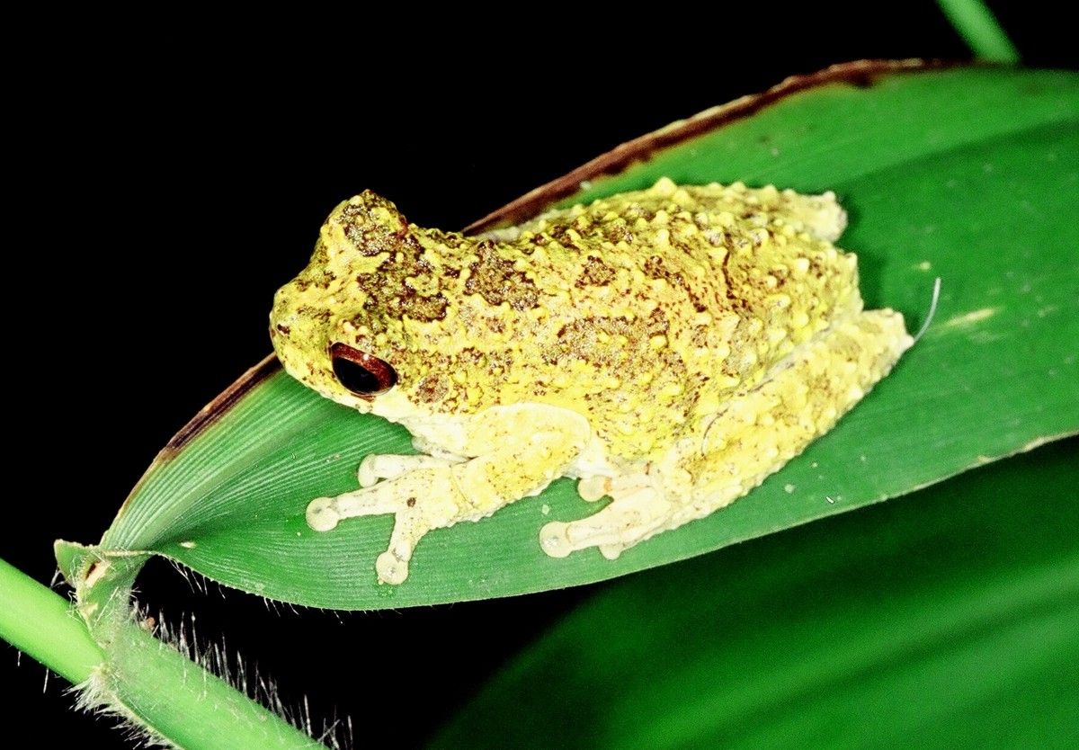 Instituto Rã-bugio para Conservação da Biodiversidade