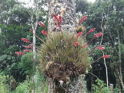 Bromelia Vrisea flamea no tronco de uma araucárias na RPPN Canto das Arapongas em São Bento do Sul SC 