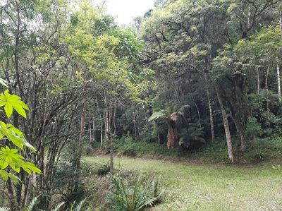 Trilha da RPPN Canto das Arapongas em São Bento do Sul SC 