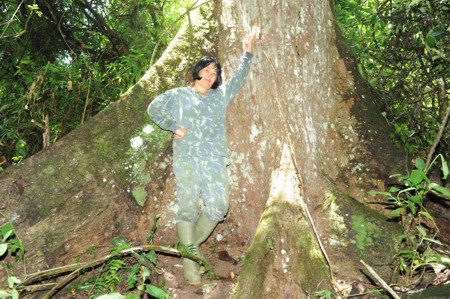 Cedro (Cedrela fissilis) exemplares gigantescos ocorrem na RPPN Corredeiras do Rio Itajai