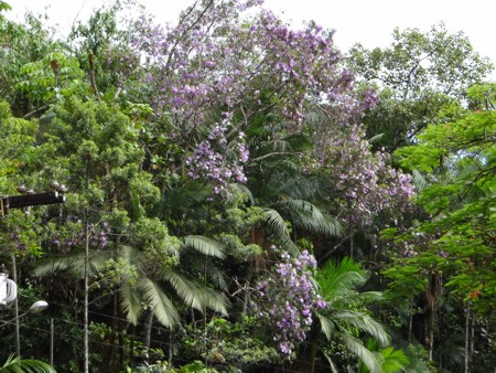 Jacatirão (Tibouchina mutabilis) na sede da RPPN Santuário Rã-bugio, em Guaramirim, Santa Catarina