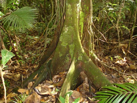 Floresta primária da Mata Atlântica da RPPN Santuário Rã-bugio, Serra do Mar, Guaramirim - Santa Catarina