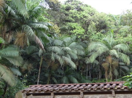 Palmito juçara (Euterpe edulis) na sede da RPPN Santuário Rã-bugio, em Guaramirim - Santa Catarina