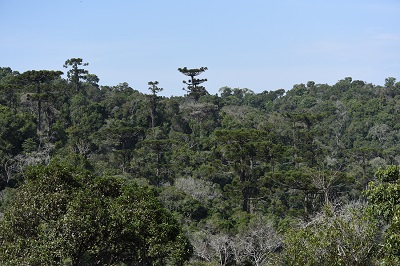 Pinheiral da RPPN das Araucarias Gigantes em Itaiópolis SC