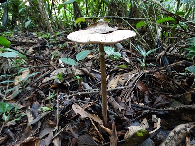 Diversidade de fungos que os alunos encontram nas trilhas da RPPN Santuario Rã-bugio