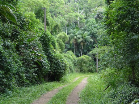 Acesso ao Centro Interpretativo da Mata Atlântica - Serra do Mar - Jaraguá do Sul - Santa Catarina