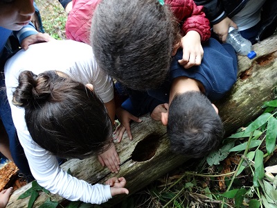 Alunos da EEB Julius Karsten Jaragua do sul (SC) olhando o buraco que o pica-pau escavou na árvore que caiu na trilha nas atividades do dia 27/05/2019