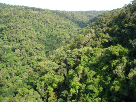 Mata Atlântica primária, repleta de árvores centenárias, na RPPN Corredeira do Rio Itajai