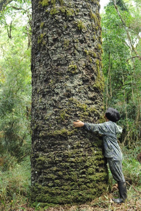 Araucária centenária protegida na RPPN das Araucárias Gigantes, em Itaiópolis - Santa Catarina