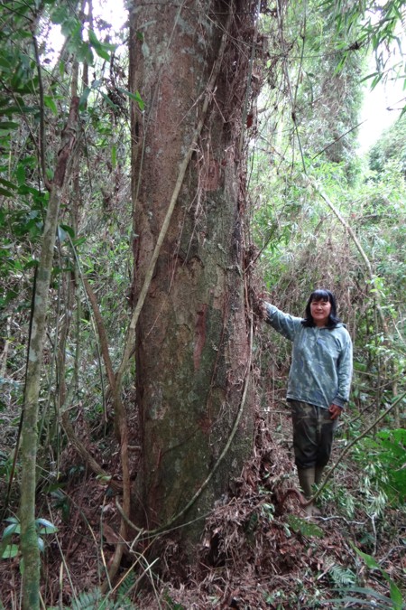 Canela preta ameaçada de extinção - Ainda é abundante da RPPN das Araucárias Gigantes