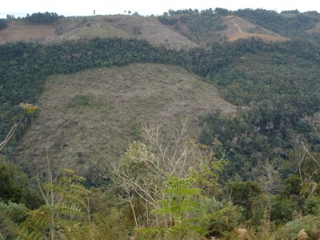Desmatamento da Mata Atlântica nas cabeceiras do rio Itajaí em Itaiópolis, Santa Catarina