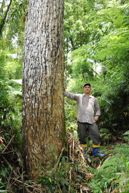 peroba gigantesca protegida na RPPN das Araucárias Gigantes, em Itaiópolis SC